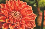 (image for) Dahlia in Orange and Coral